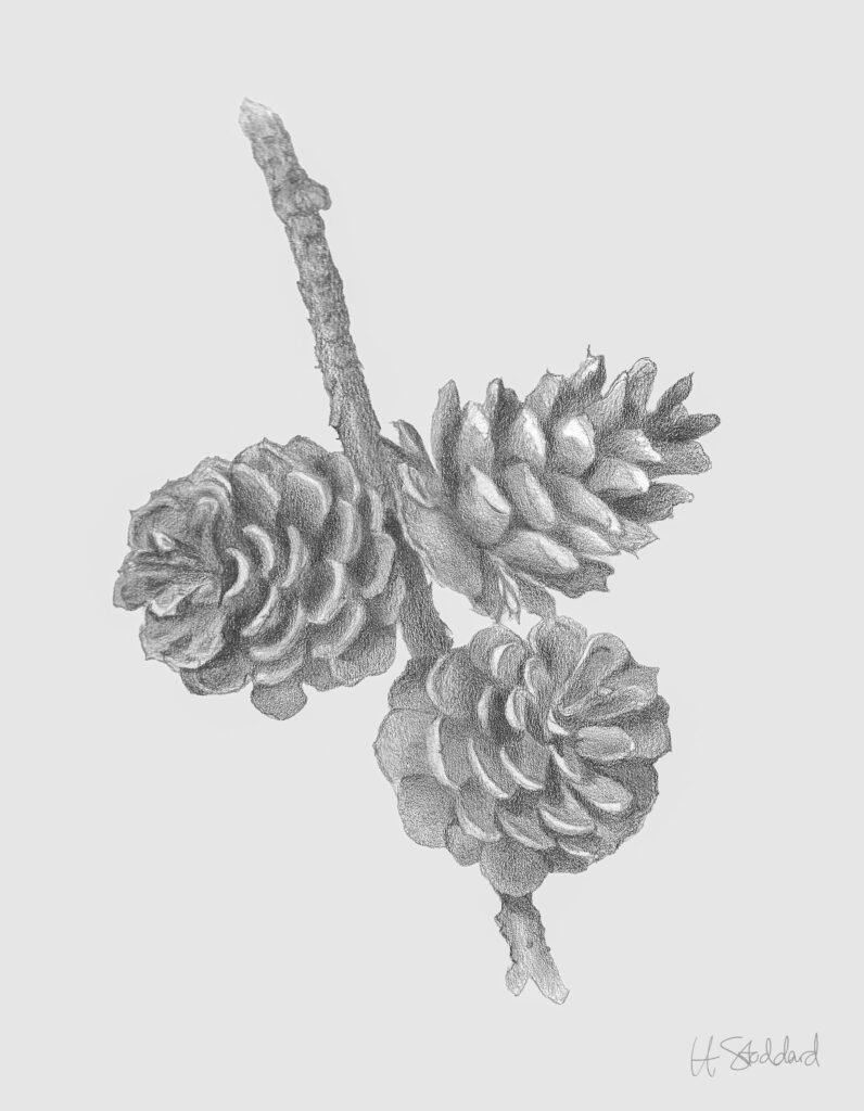 Three pinecones on a branch